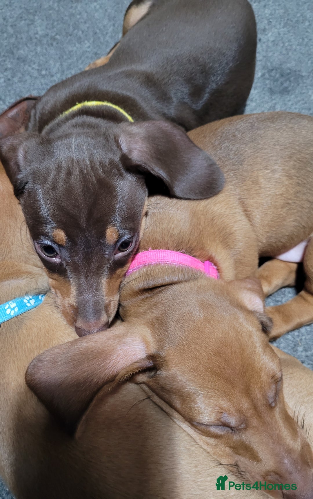 Dachshund dogs for sale: Dachshund minature short hair  - Advert 8