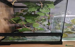 Stick Insects invertebrates for sale: Indian stick insect nymph's available 50p each  - Image 2