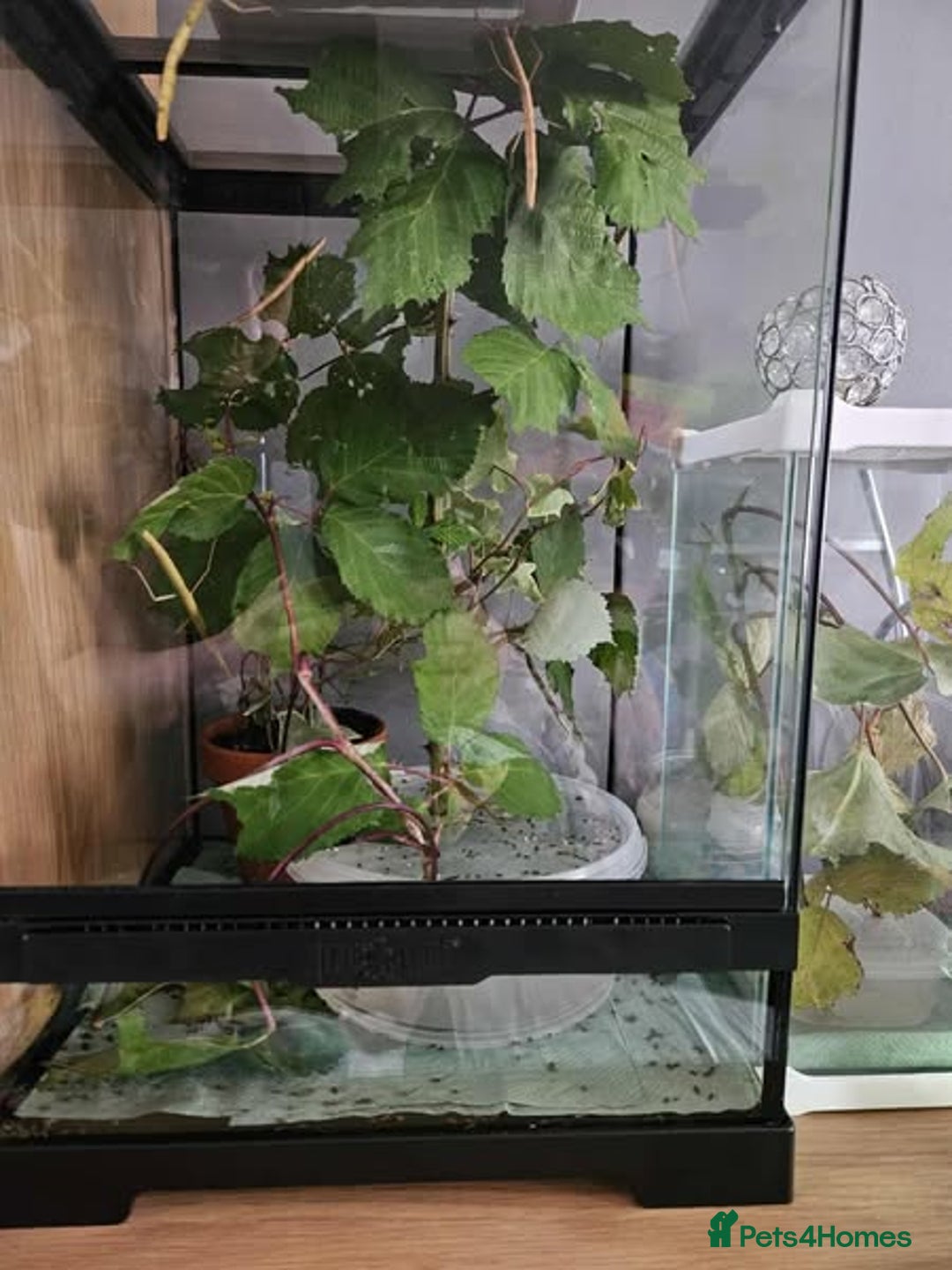 Stick Insects invertebrates for sale: Indian stick insect nymph's available 50p each  - Image 2