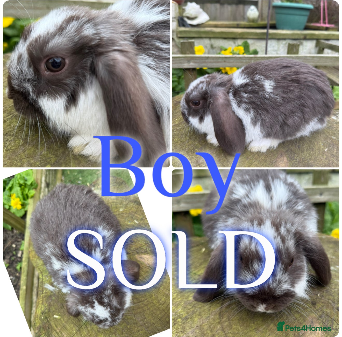 Mini Lop rabbits Beautiful Baby Mini Lop Rabbits For Sale 8 Weeks   - Advert 2
