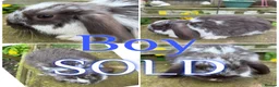 Mini Lop rabbits for sale: Beautiful Baby Mini Lop Rabbits For Sale 8 Weeks   - Advert 2