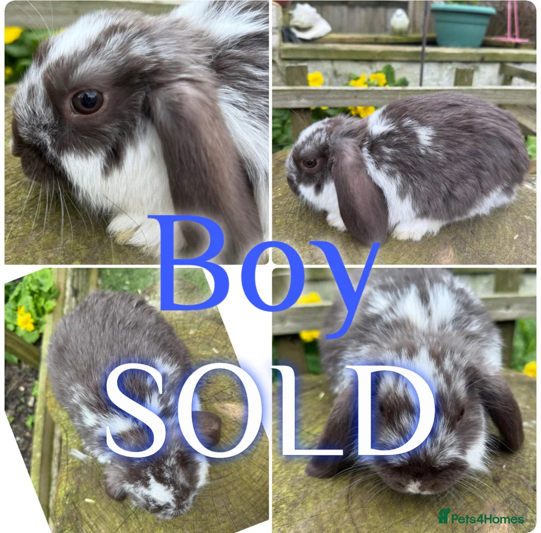 Mini Lop rabbits for sale: Beautiful Baby Mini Lop Rabbits For Sale 8 Weeks   - Advert 2