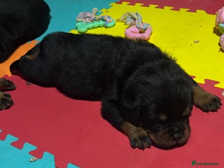 Rottweiler dogs Top Quality KC Health Tested Rottweiler Puppies - Advert 5