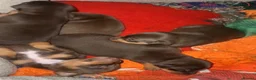 Mixed Breed dogs for sale: CROSSBREED FRENCH-PIN PUPPY - Advert 4