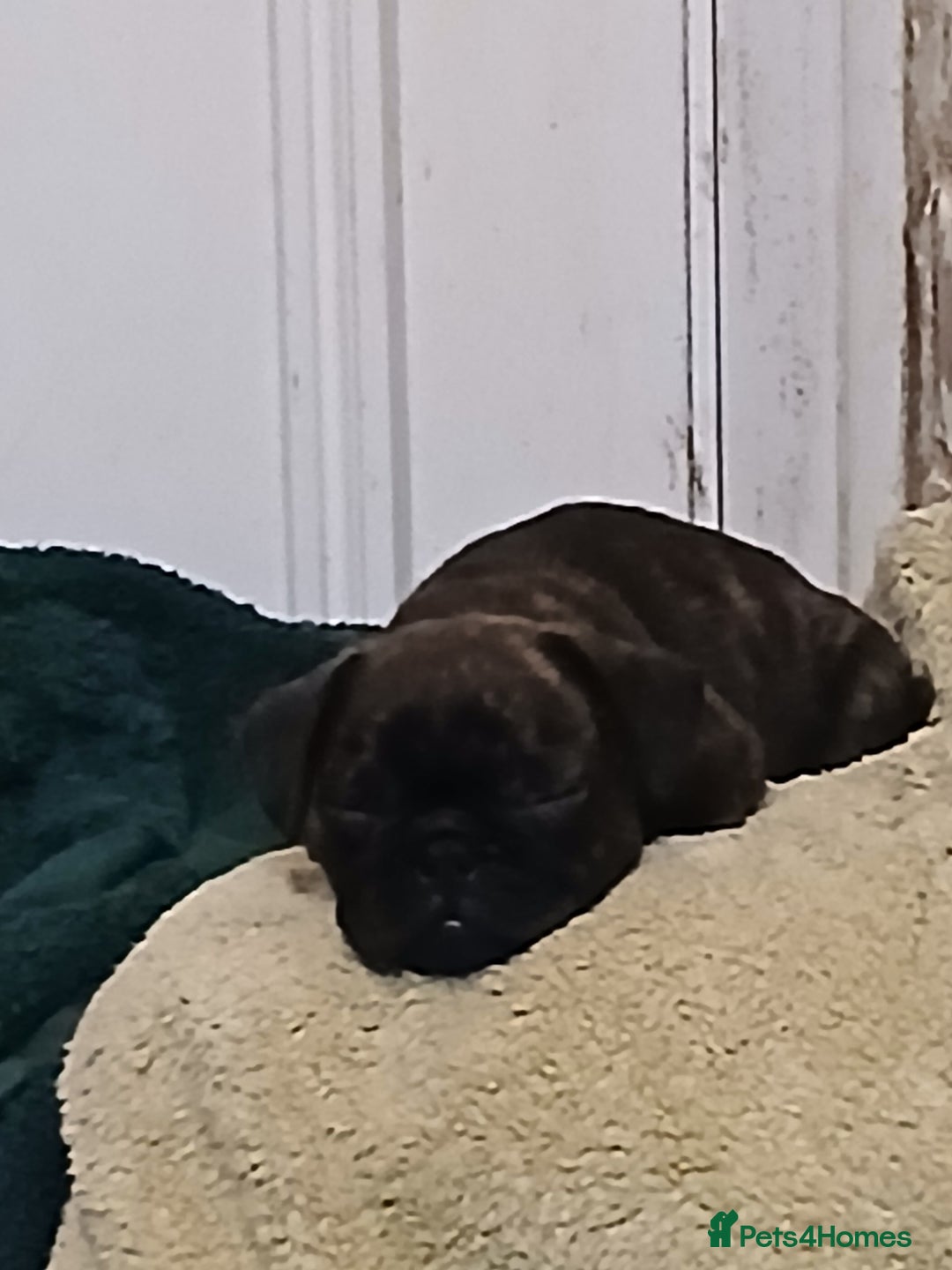 Frug dogs for sale: Two ten week old female frugs for sale - Image 7