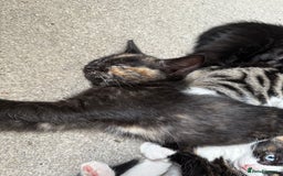RagaMuffin cats for sale: Ragamuffin kittens  - Image 14