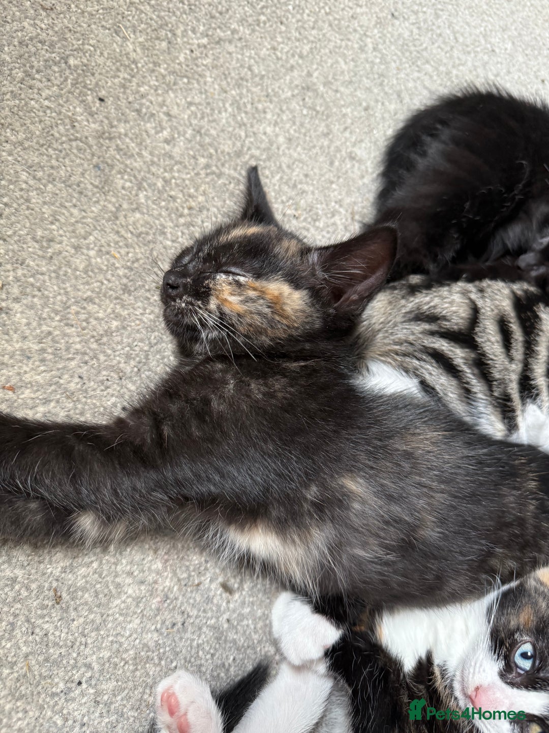 RagaMuffin cats for sale: Ragamuffin kittens  - Image 14