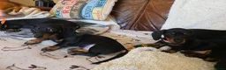 Miniature Dachshund dogs for sale: Six beautiful miniature smooth haired dachshunds - Advert 17