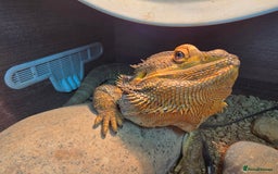Bearded Dragon reptiles for sale: Male Adult Bearded Dragon+Full Set Up - Image 1