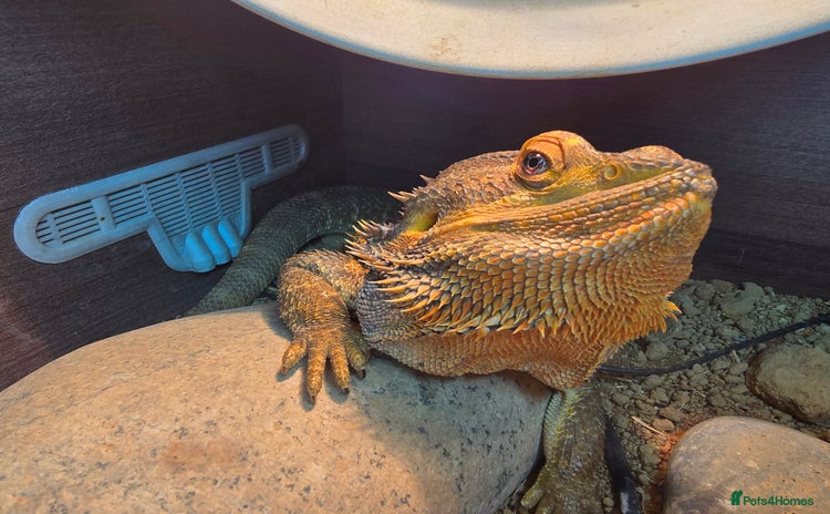 Bearded Dragon reptiles - Advert 4