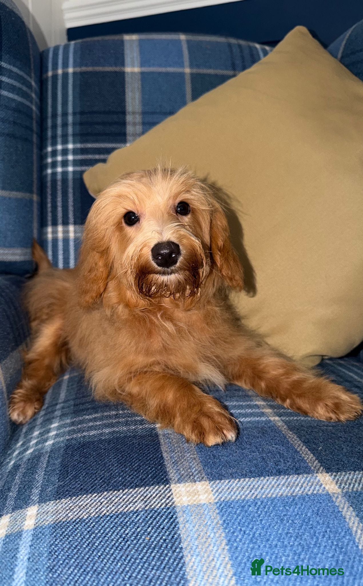 Shihpoo dogs Beautiful Shihpoo Puppies READY NOW  - Advert 2