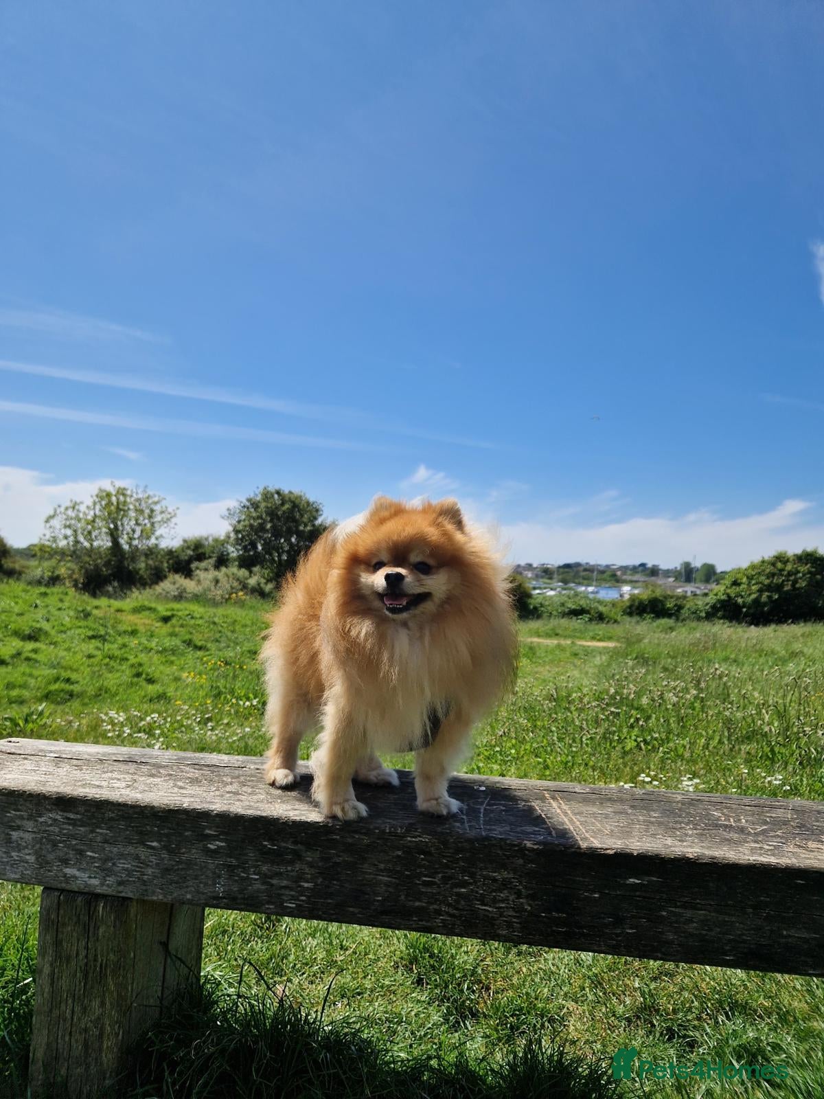 Pomeranian dogs Oscar - Advert 1