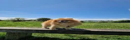 Pomeranian dogs for sale: Oscar in Bournemouth - Advert 1