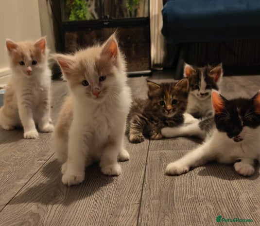 Maine Coon cats - Advert 1