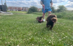 Cockapoo dogs for stud: 🍪 COOKIE. FOR STUD  - Advert 8