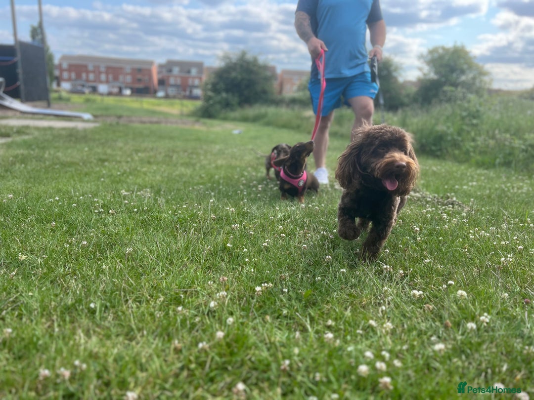 Cockapoo dogs for stud: 🍪 COOKIE. FOR STUD  - Advert 8