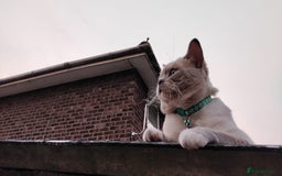 Ragdoll cats for sale: Half breed Ragdoll female kitten available  - Image 16