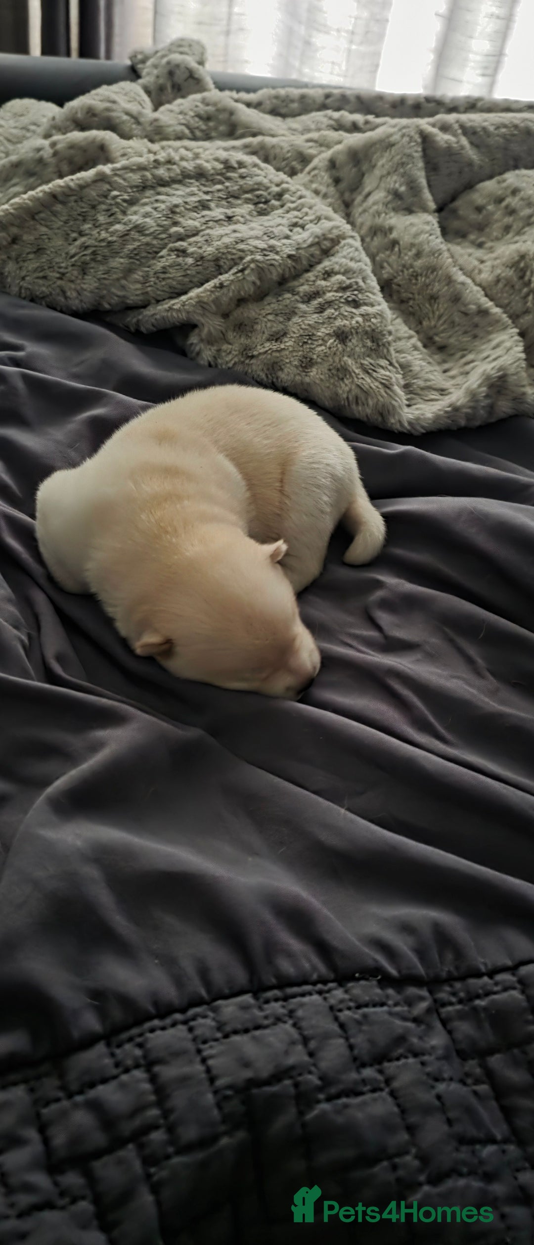 Mixed Breed dogs for sale: Chowski pups for sale - Image 16