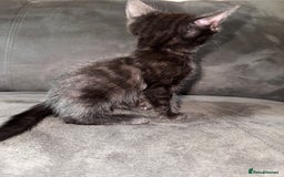 Bengal cats for sale: Kittens - Image 13