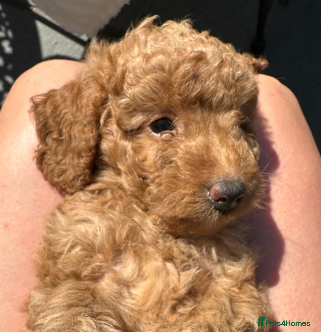 Cockapoo dogs for sale: Mini Cockapoo Puppies Kent - Image 31