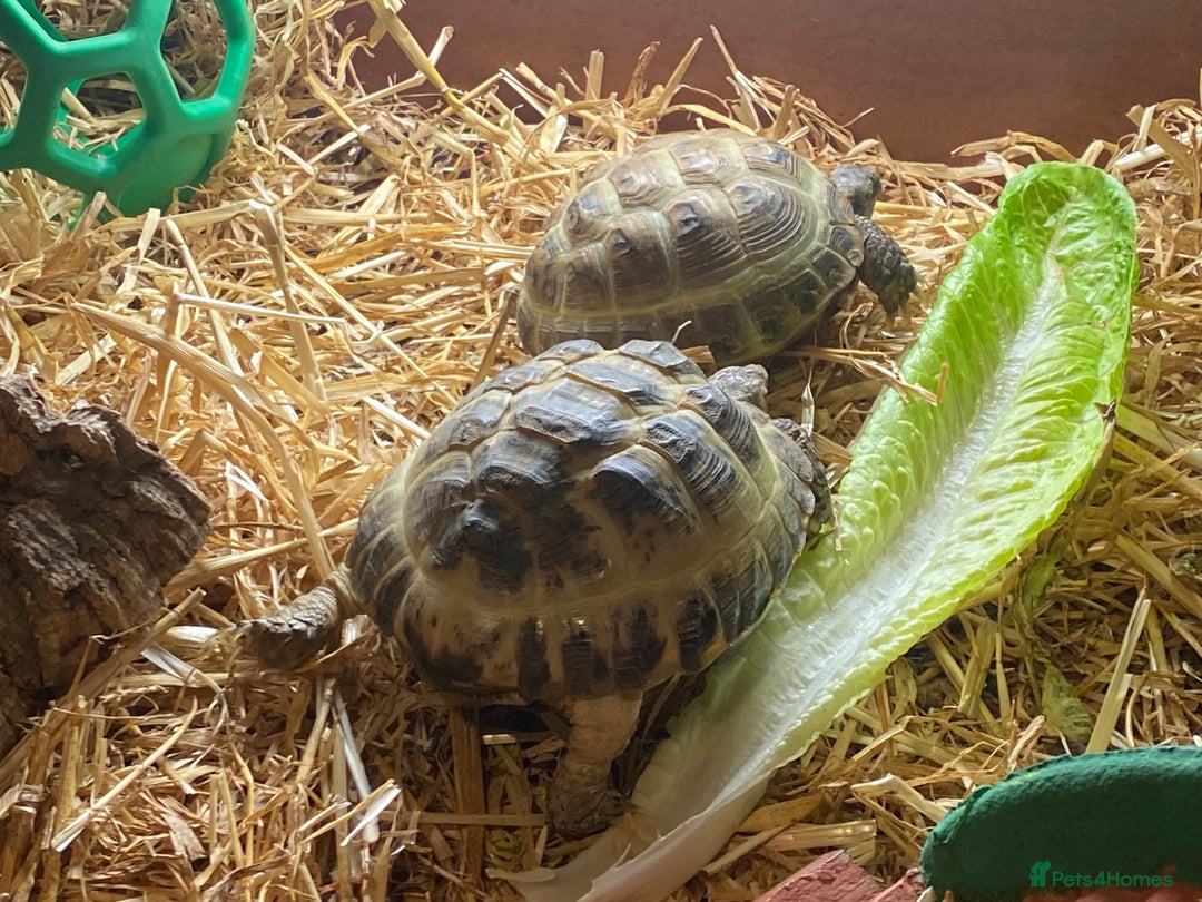 Tortoise reptiles for sale: 2 Female Russian/Horsefield Tortoises - Image 1