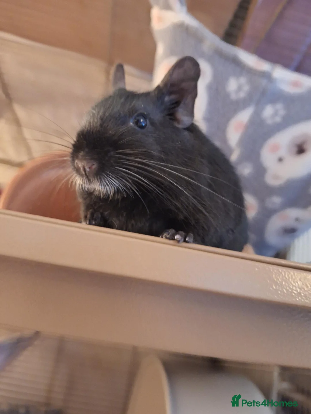 Degus rodents for sale: Degu Pair Black Neutered Male Black Pied Female  - Advert 7