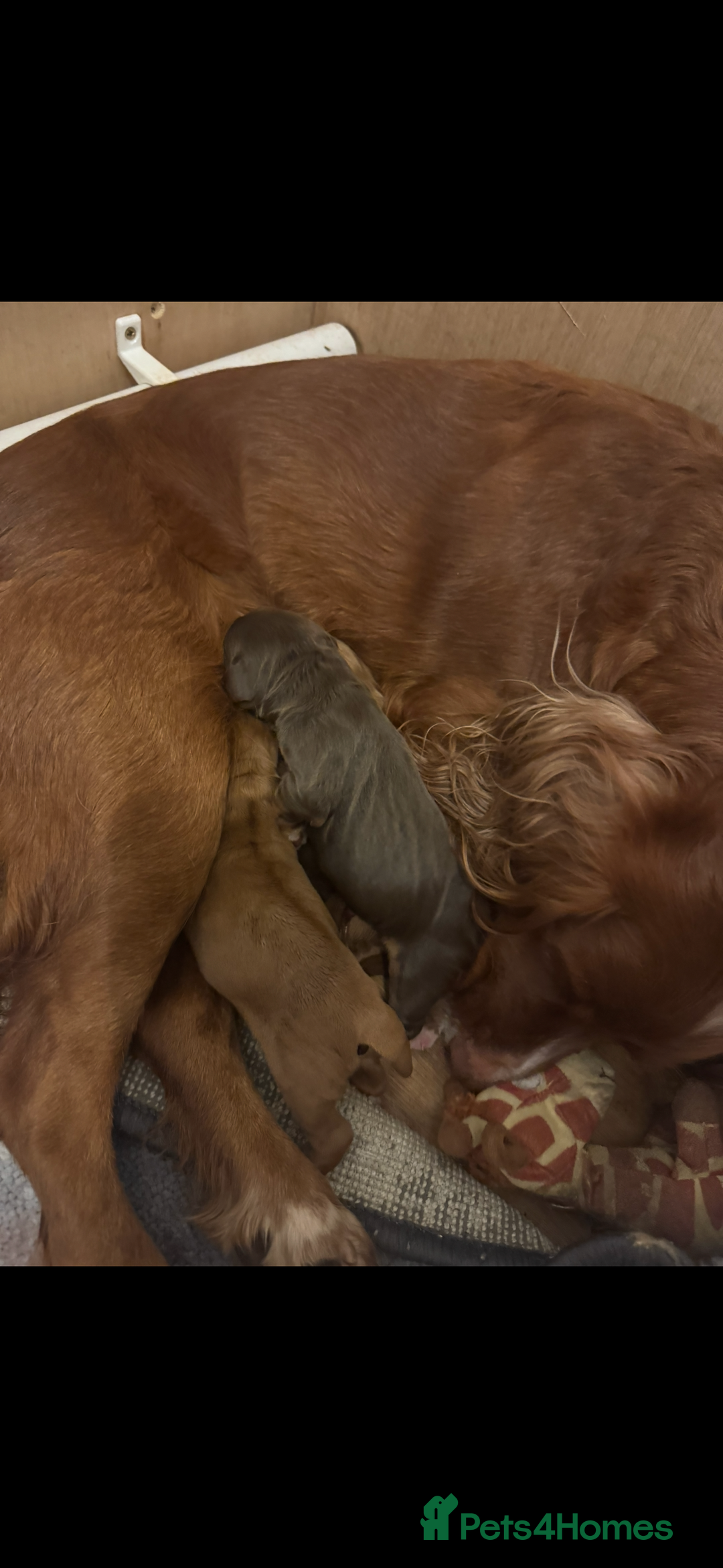 Cocker Spaniel dogs for sale: KC Reg Red Cocker Boy - Advert 5