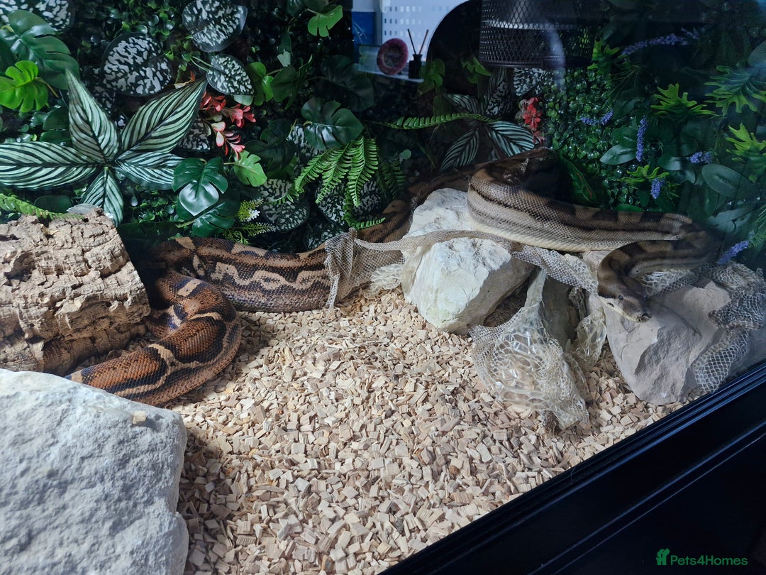 Boa Snake reptiles for sale: Female Boa Constrictor - Image 6