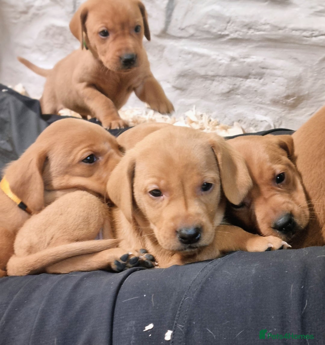 Hungarian Vizsla dogs for sale: Vizslador Puppies  - Advert 3