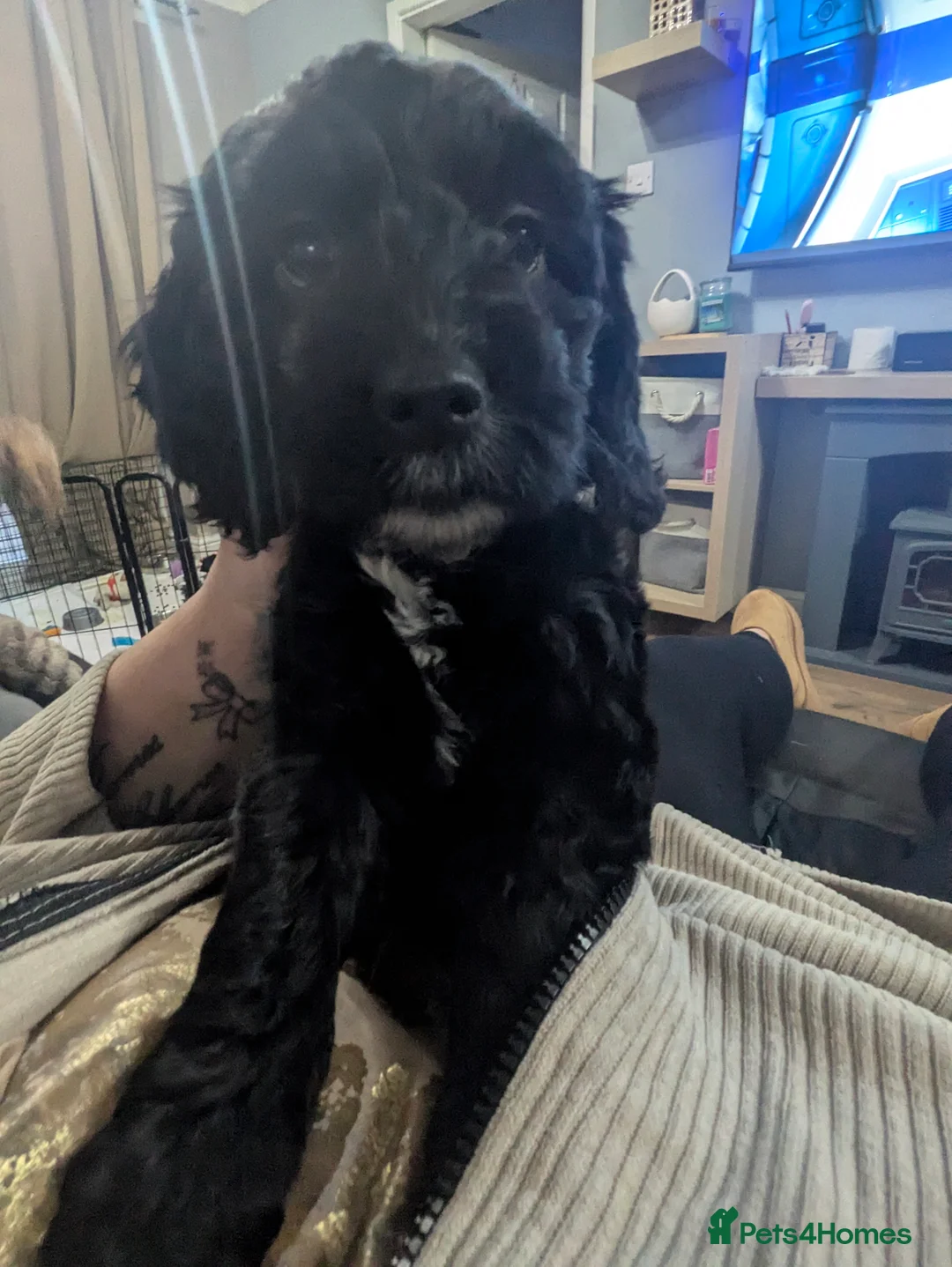 Cockapoo dogs for sale: F2  miniature cockapoo puppies  .PRA clear  - Advert 1