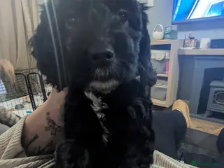 Cockapoo dogs F2 miniature cockapoo puppies .PRA clear - Advert 14