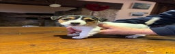 Jack Russell dogs for sale: Rough coated Jack Russell puppies  - Advert 5
