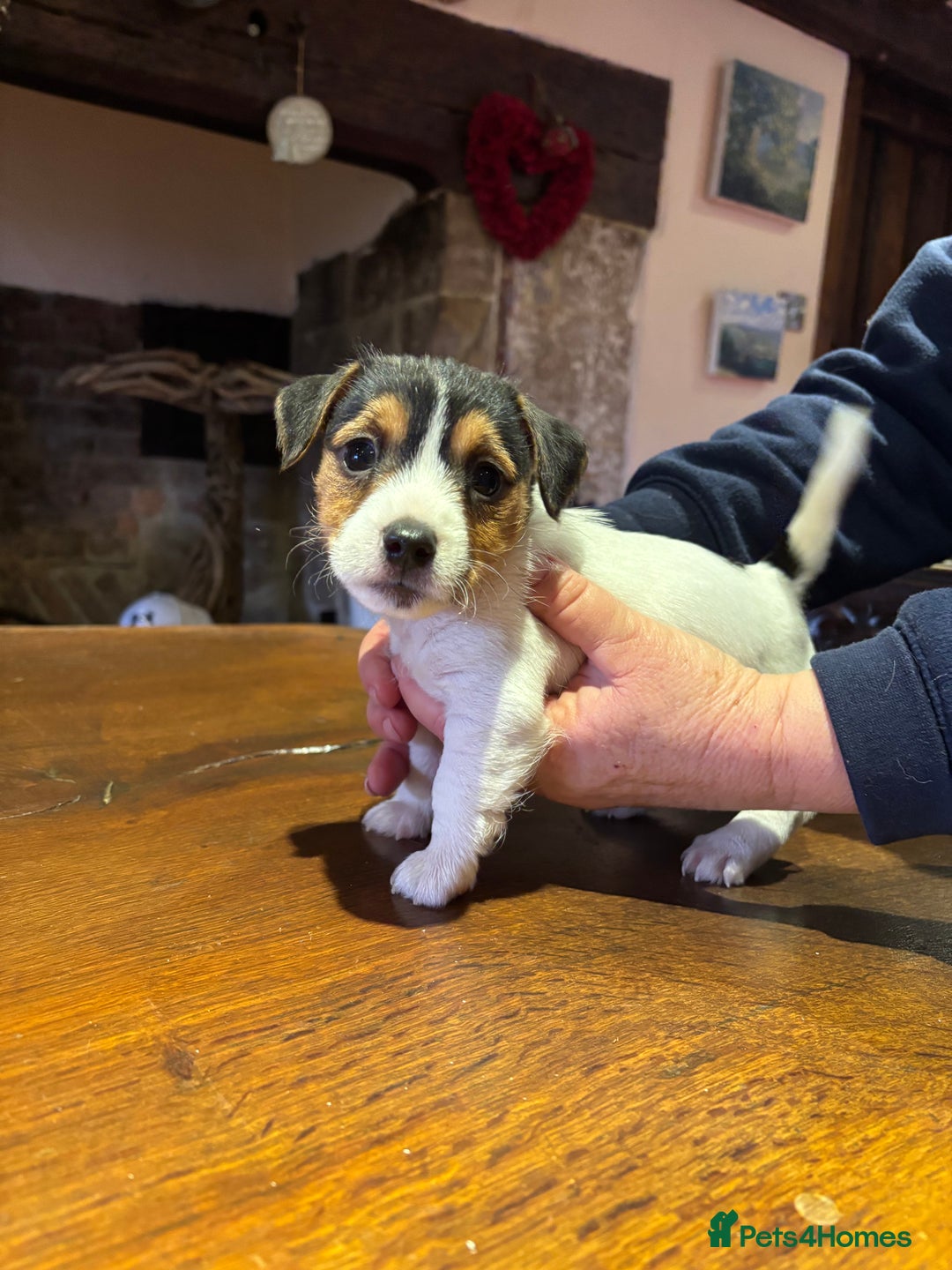 Jack Russell dogs for sale: Rough coated Jack Russell puppies  - Advert 5