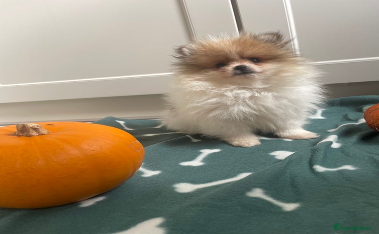 Pomeranian dogs - Advert 5