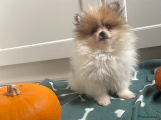 Pomeranian dogs - Advert 6