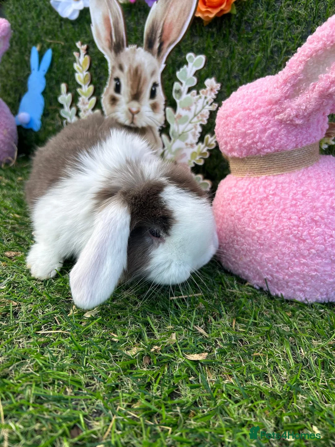 Mini Lop rabbits for sale: Mini lop babies for sale - Advert 10