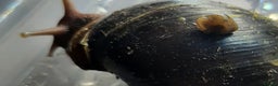 Snails invertebrates for sale: Achatina fulica (Giant African Land Snails) - Advert 5