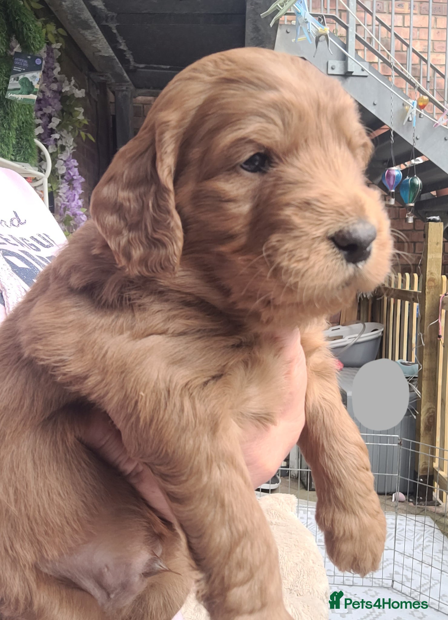 Goldendoodle dogs  F1 Goldendoodles only 1 chunky red boy available  - Advert 7