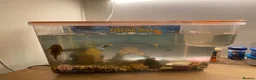 Other/Mixed Breed fish for sale: Aquarium inc contents - Advert 1