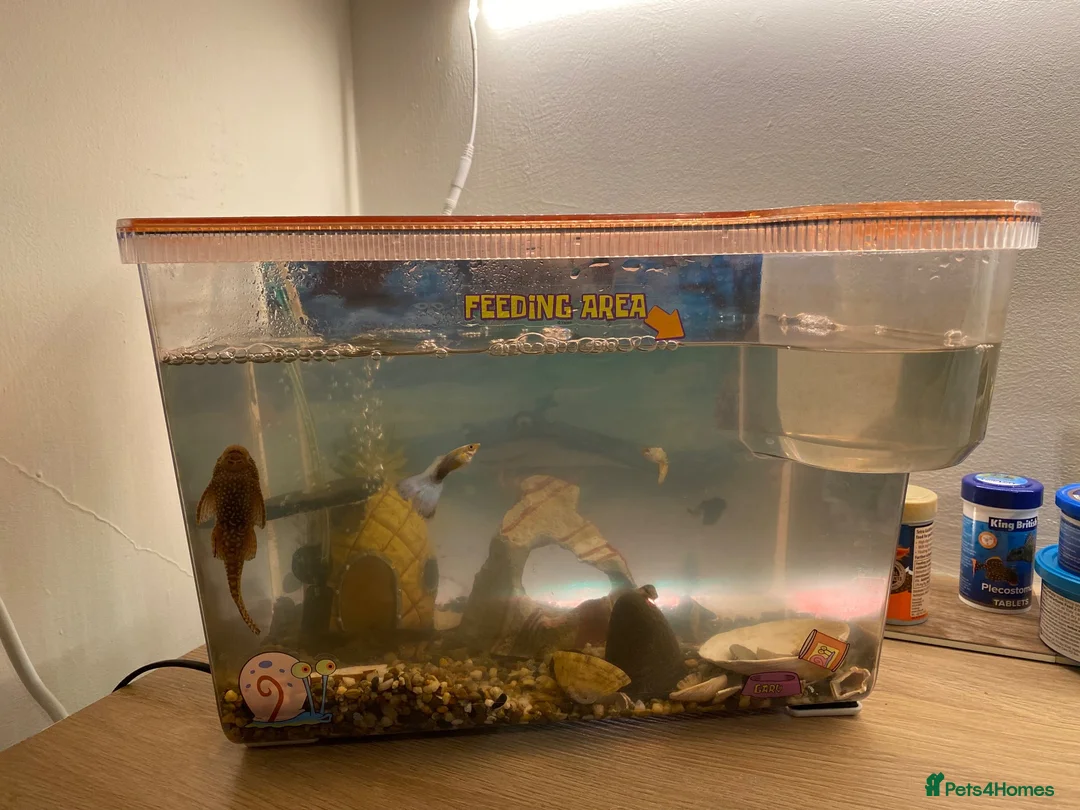 Other/Mixed Breed fish for sale: Aquarium inc contents - Advert 1