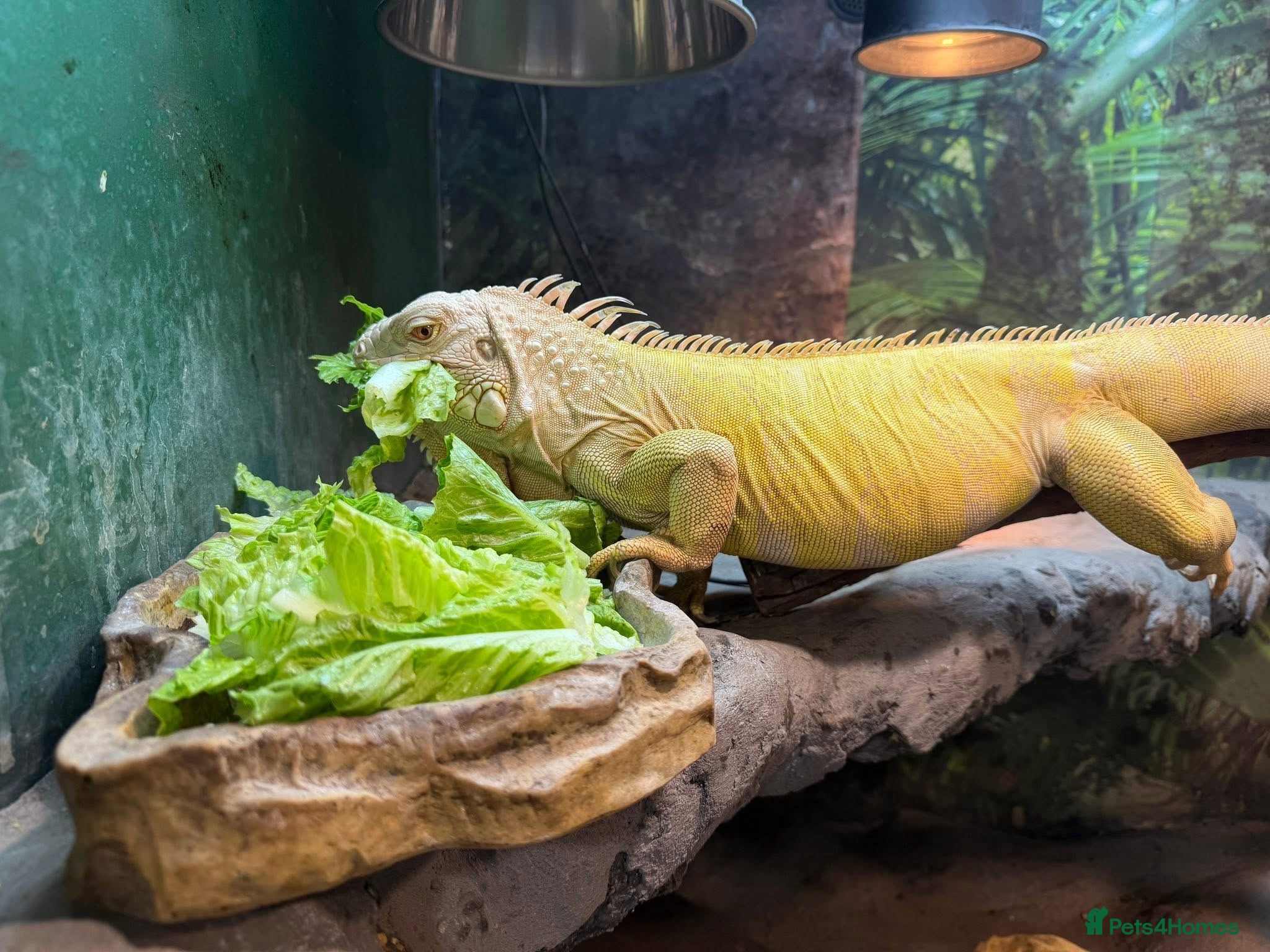 Iguana reptiles Albino Female Iguana – 5 Years Old & Friendly - Advert 1