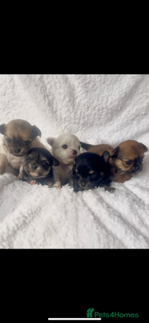 Chihuahua dogs - Advert 1