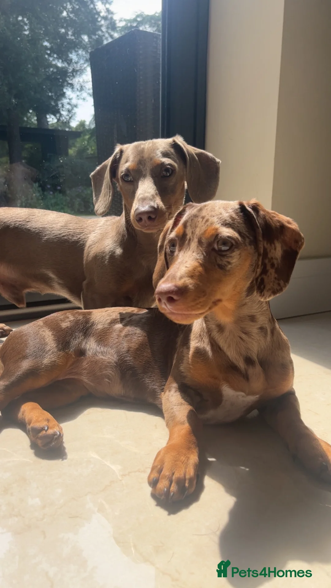 Miniature Dachshund dogs for sale: 4 beautiful miniature dachshunds  - Advert 1