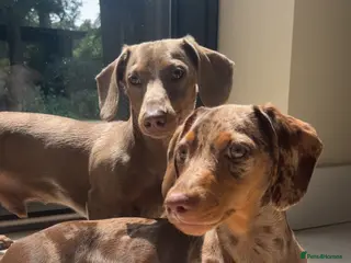Miniature Dachshund dogs 4 beautiful miniature dachshunds - Advert 2