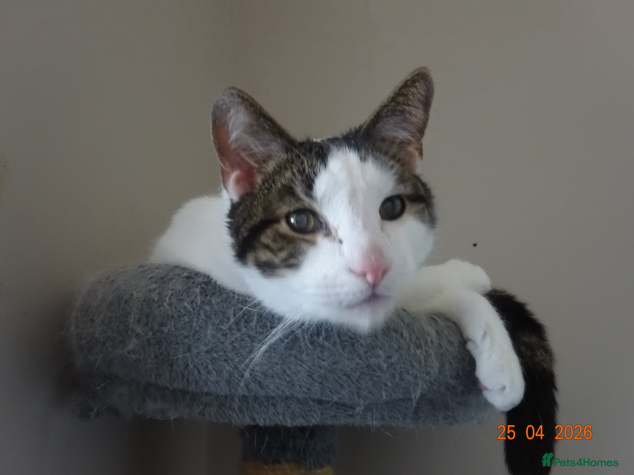 Mixed Breed cats Chappie(free) - Advert 1