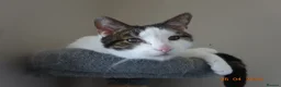 Mixed Breed cats for sale: Chappie(free) - Advert 1