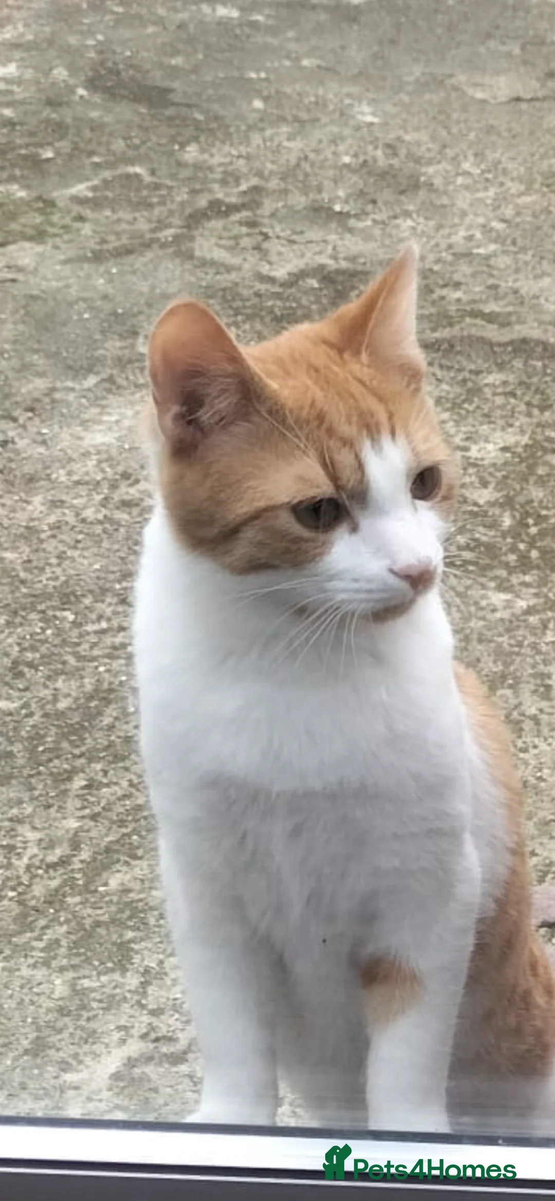 American Shorthair cats for sale: White And Ginger Cat For Sale  in Enfield - Advert 2