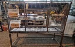 Budgerigars birds for sale: 6 budgies  - Image 2