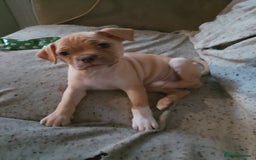 Mixed Breed dogs for sale: Pug cross bulldog - Image 5