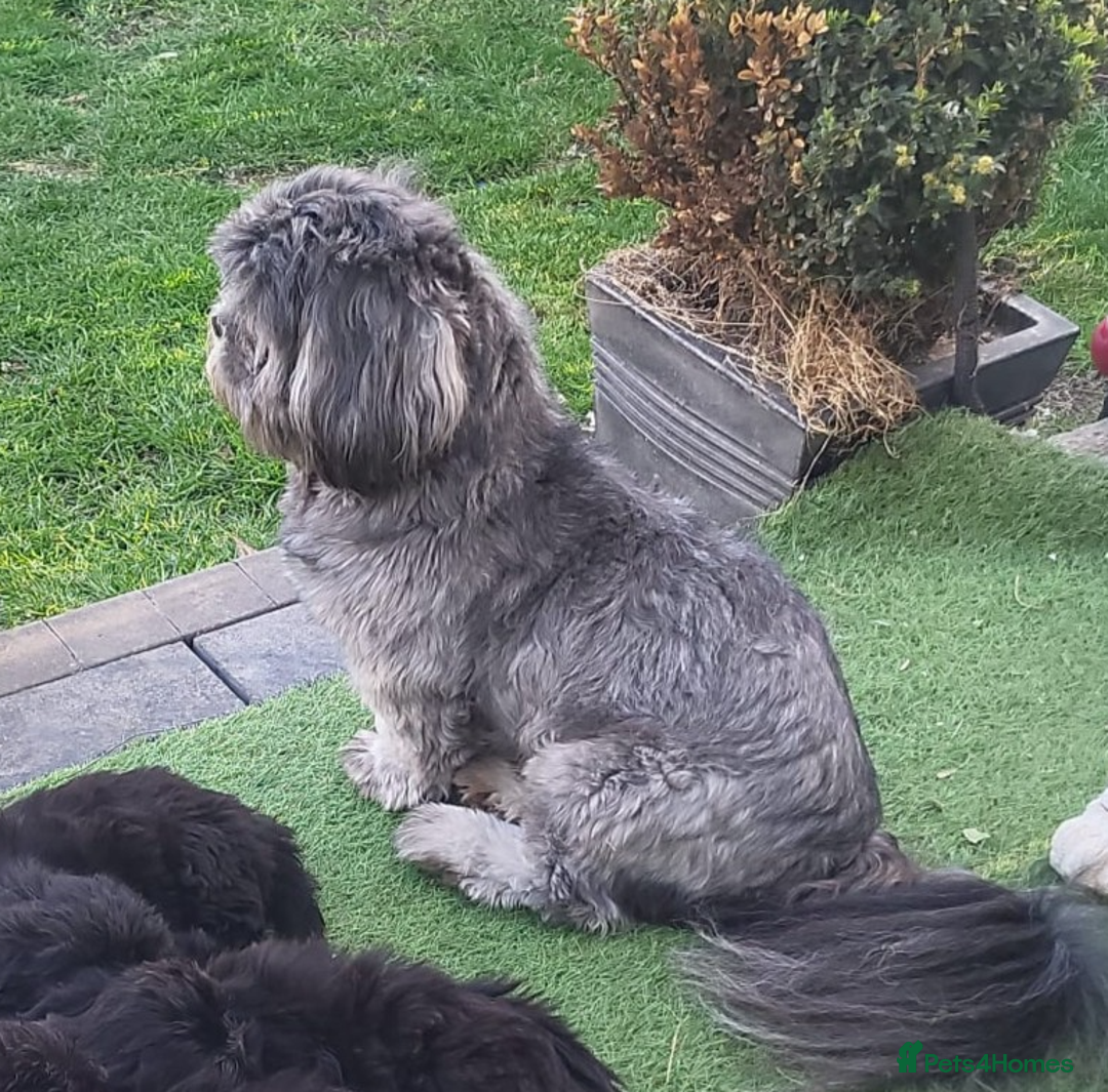 Shih Tzu dogs for sale: Gorgeous Socialized Shih-tzu Pups  - Advert 6